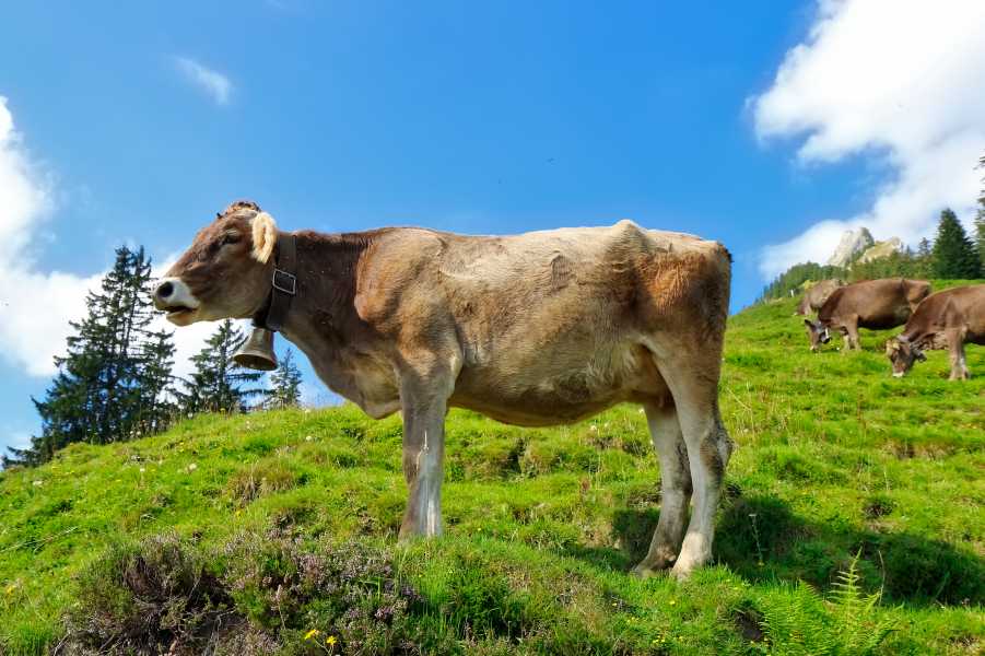 Enlarged view: Swiss Hiker Cow